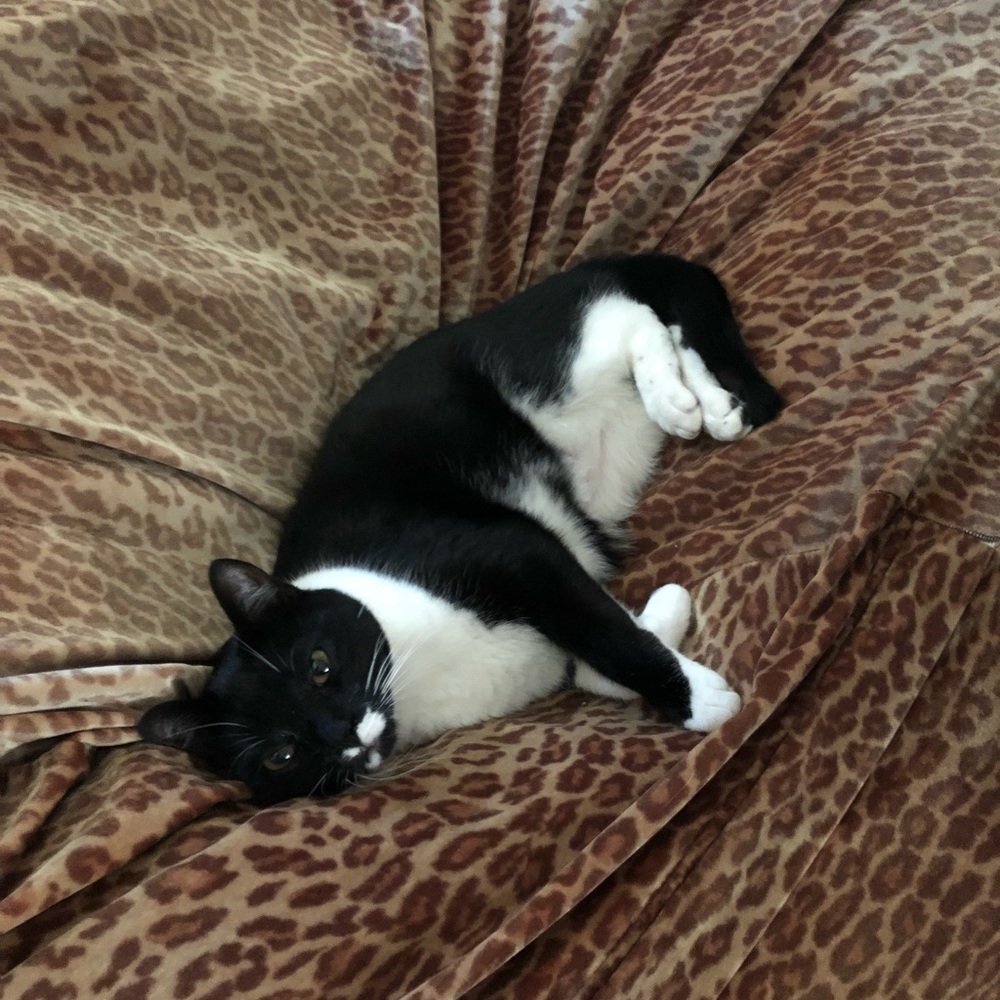 Meet your Posher, Joshua